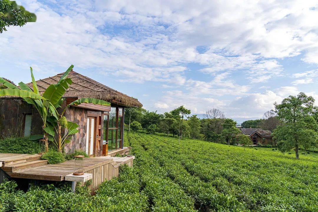 酒店在茶园中打造了柏联独特的spa,每间spa房都最大化引入茶园美景