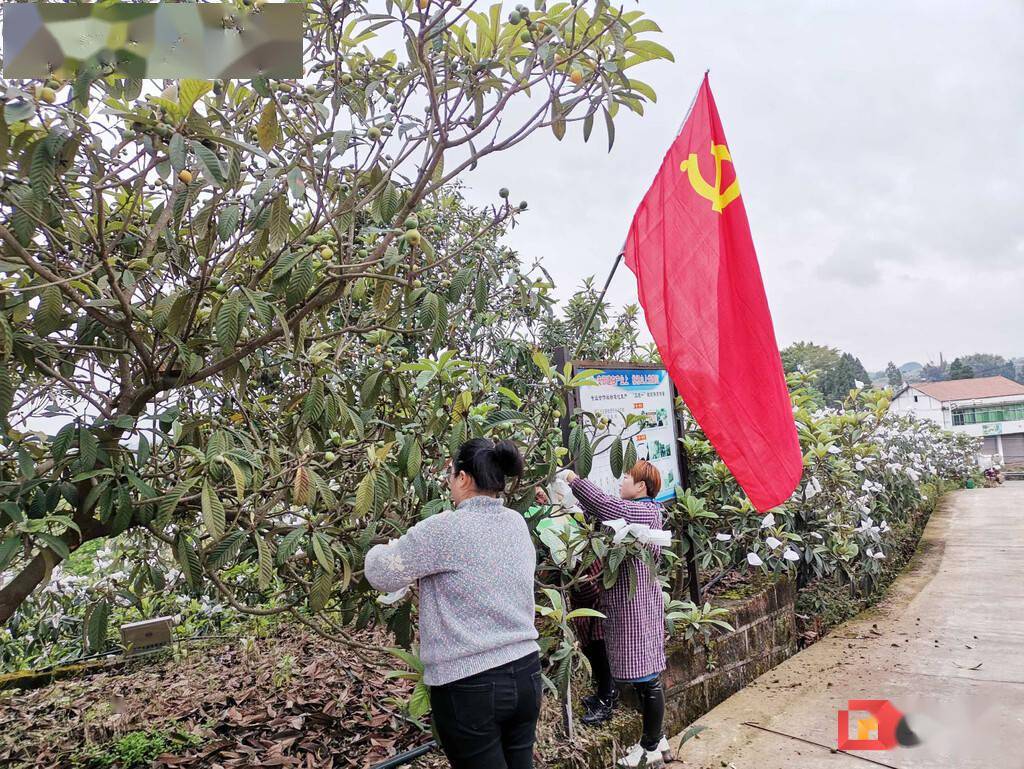 荣县新桥镇:枇杷山上党旗红 志愿服务暖民心