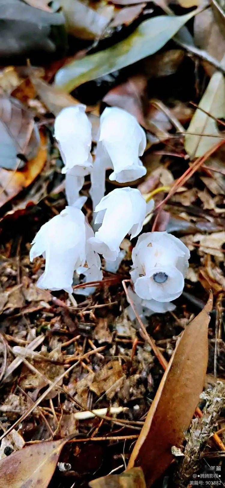 永安大山深处幽灵之花水晶兰