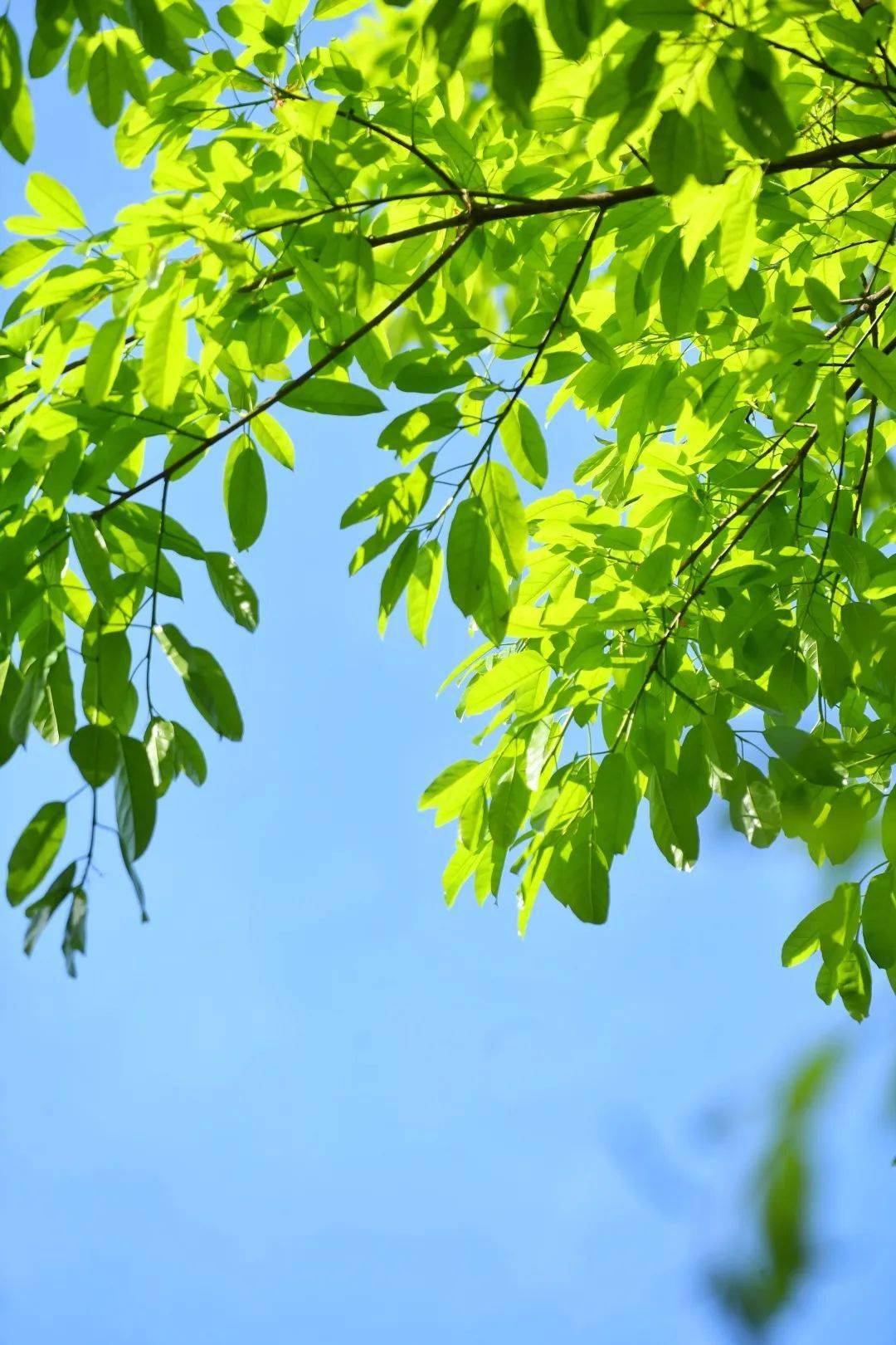 好生活在四月里走在南岸街头小巷让每个简单的日子都开成一束花总编辑