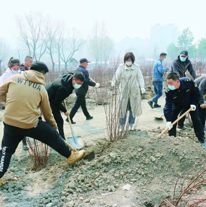 栽植市树市花 为城市再添新绿_七台河_发展中心_生态
