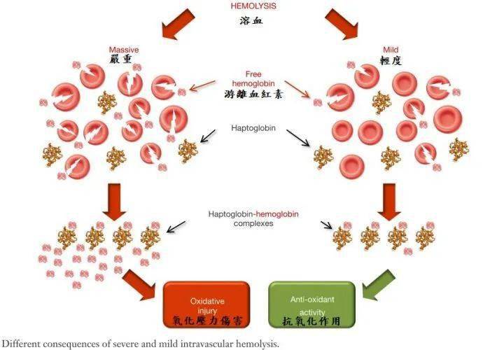 推测游离血红素可以减少体内过氧化与自由基产生,该机制可能进而降低