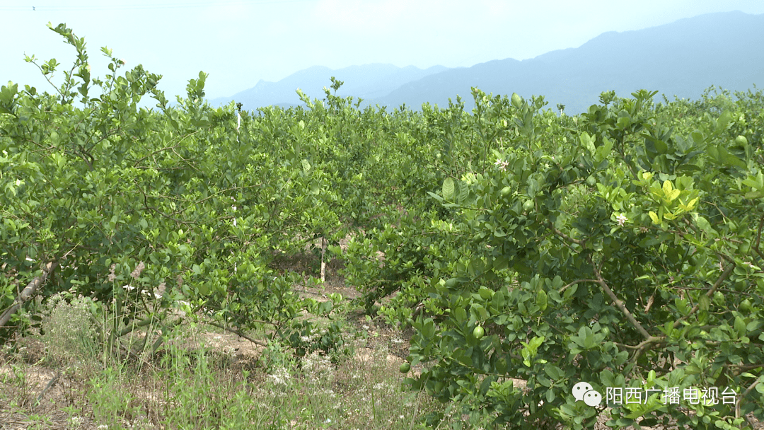 台山香水柠檬种植基地图片