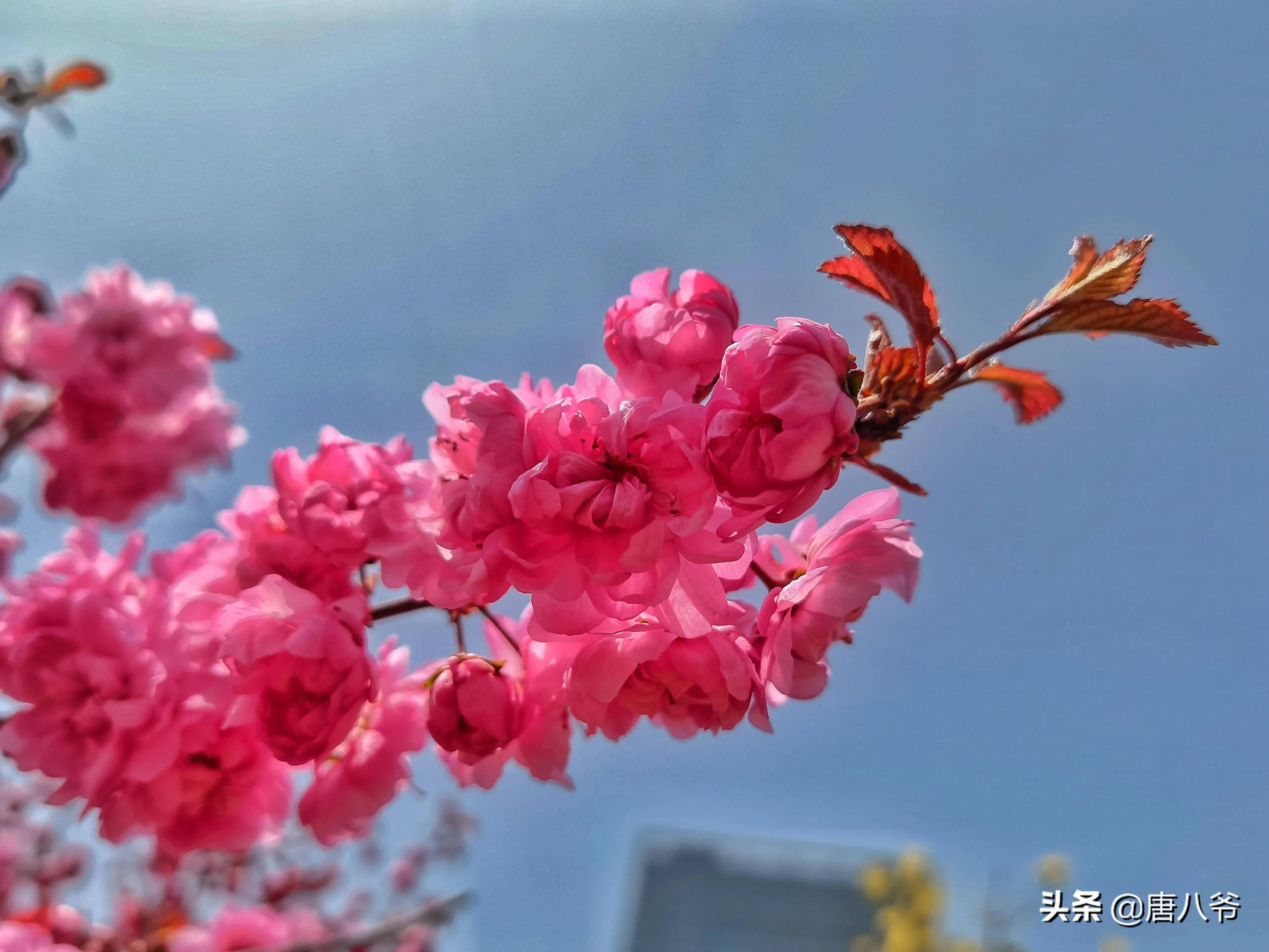 西宁的春天除了烂漫的春花_花蕾_柳枝_景色