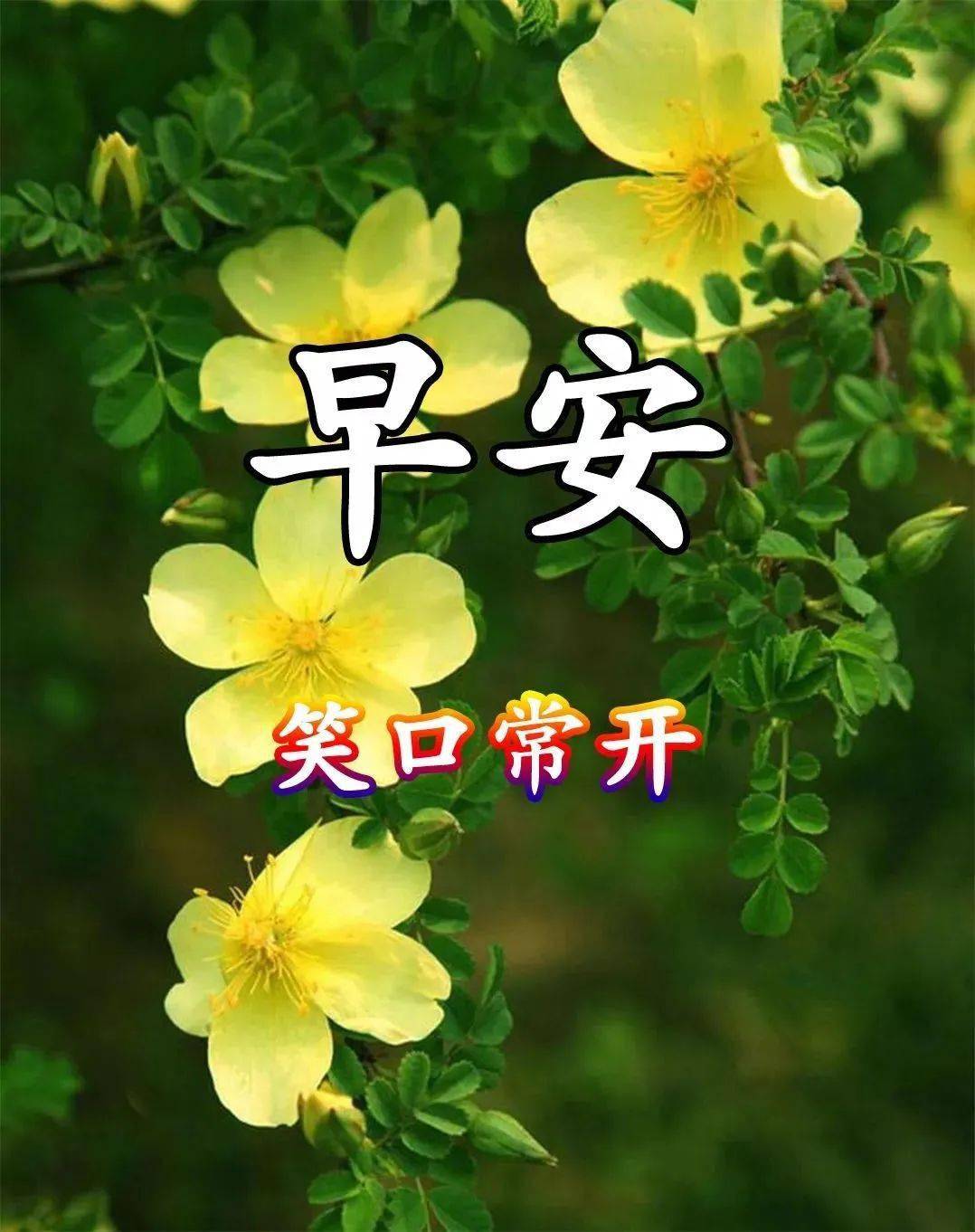 早安吉祥眸裡芬芳蝴蝶自來心之若素香自滿懷早安