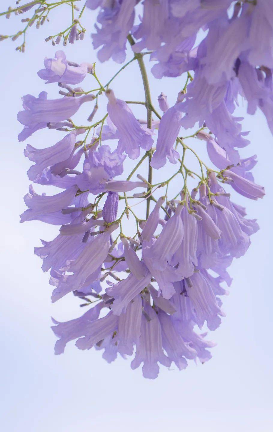 绝美楹Ｕ饫锏蓝花楹都盛开了