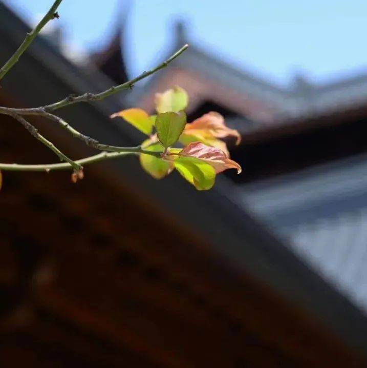 每日禅语:平常_平常事_平常心
