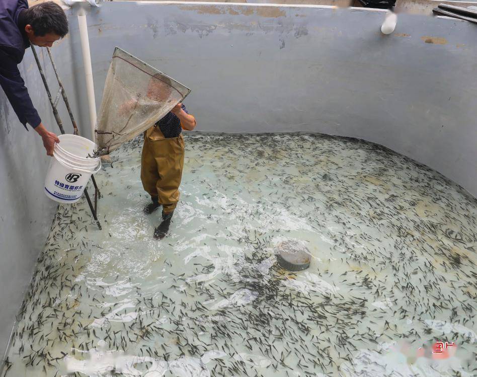 浙江舟山28万尾册子黑鮸鱼幼鱼放流