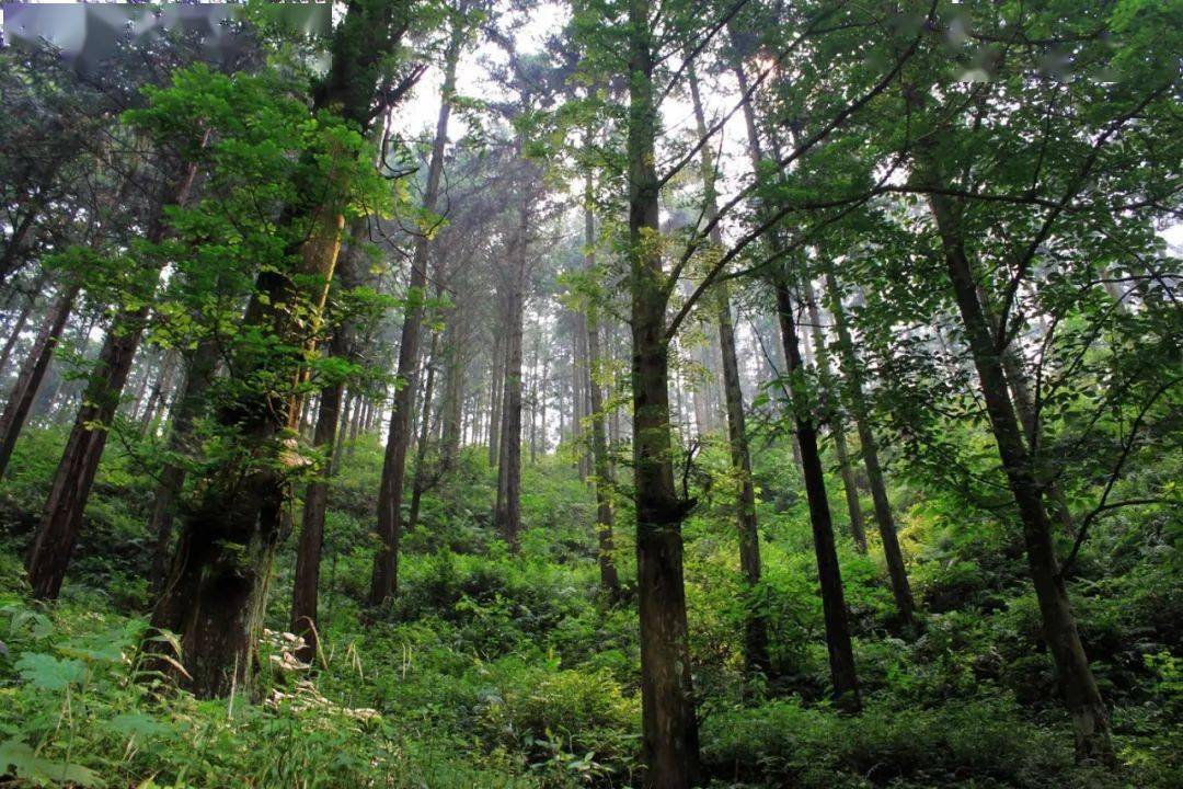 森林四库系列解读森林是碳库