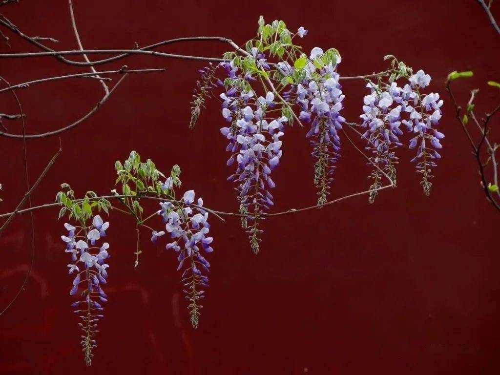 蜿蜒蛟龙垂璎珞紫藤花