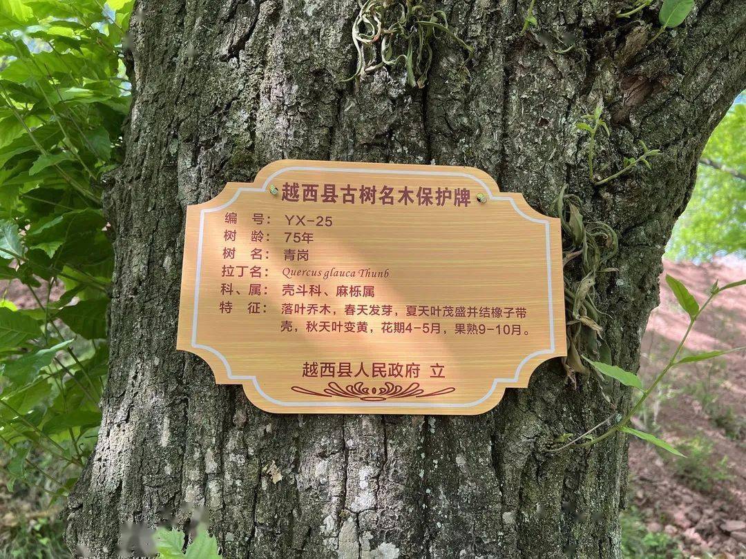 越西:为古树名木"挂牌" 守住绿色"活化石"_保护_进行_历史