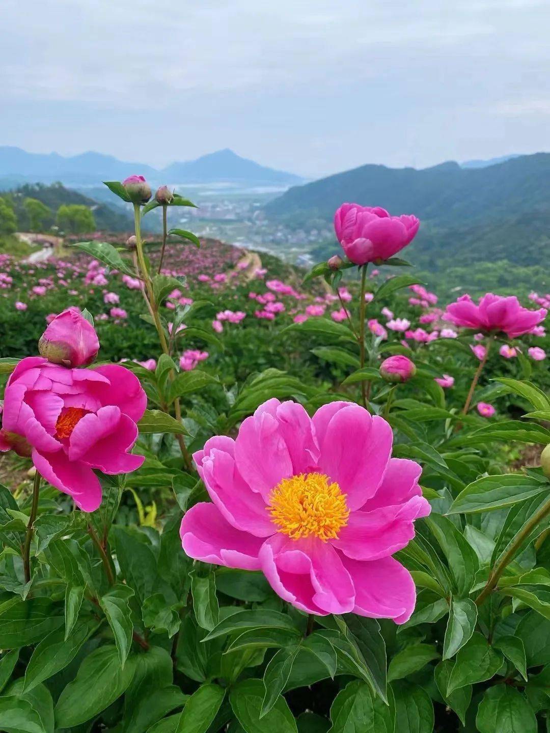 220亩芍药乐清这里漫山皆染芳华色美到开挂