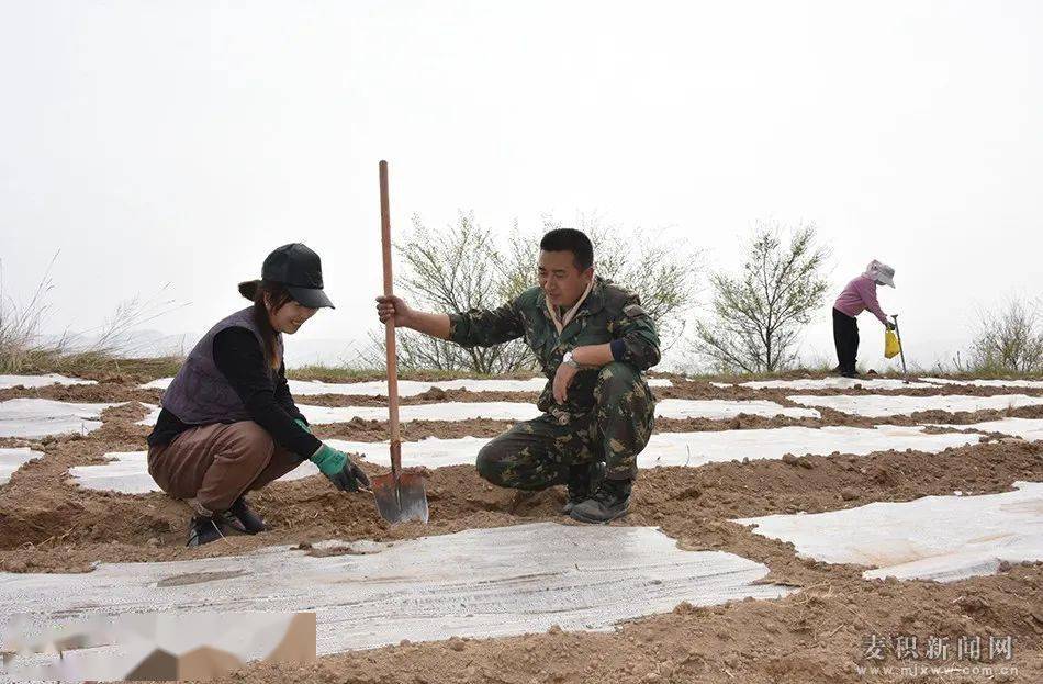 安贵荣400余亩撂荒地上种初心