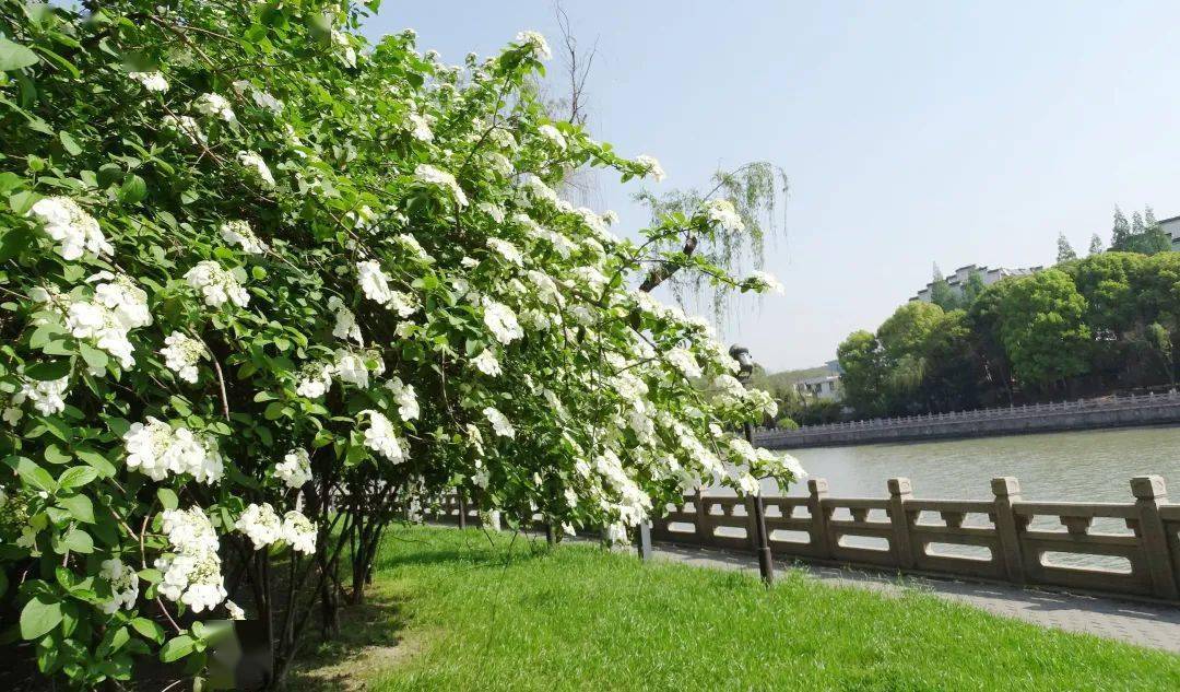 琼花盛开!哪处赏花地最让人"回味"?_扬州_大明寺_地方