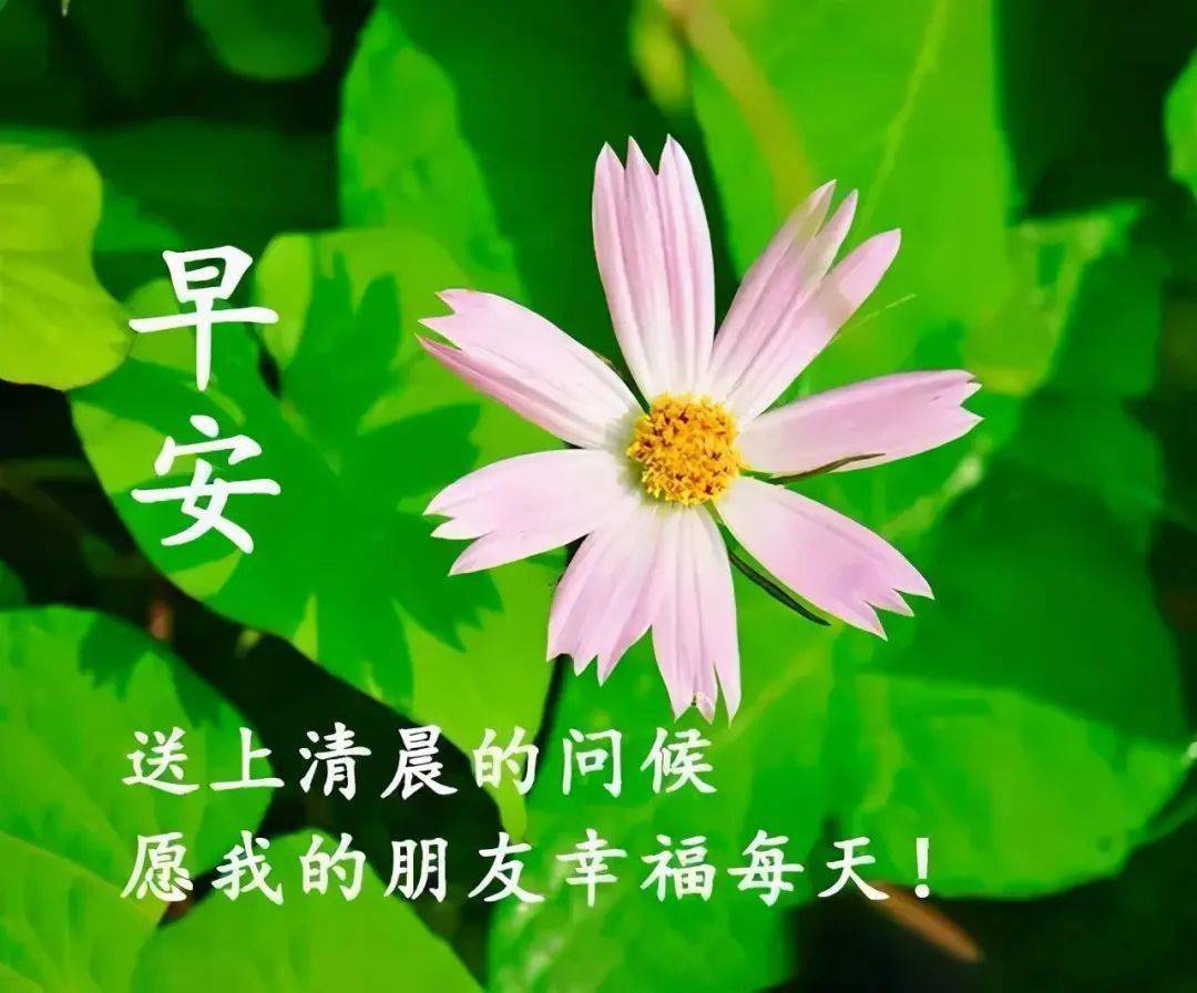 祝福,幸福飄香;早安,祝福朋友:工作安心,愛情甜心,天天開心,事事順心!