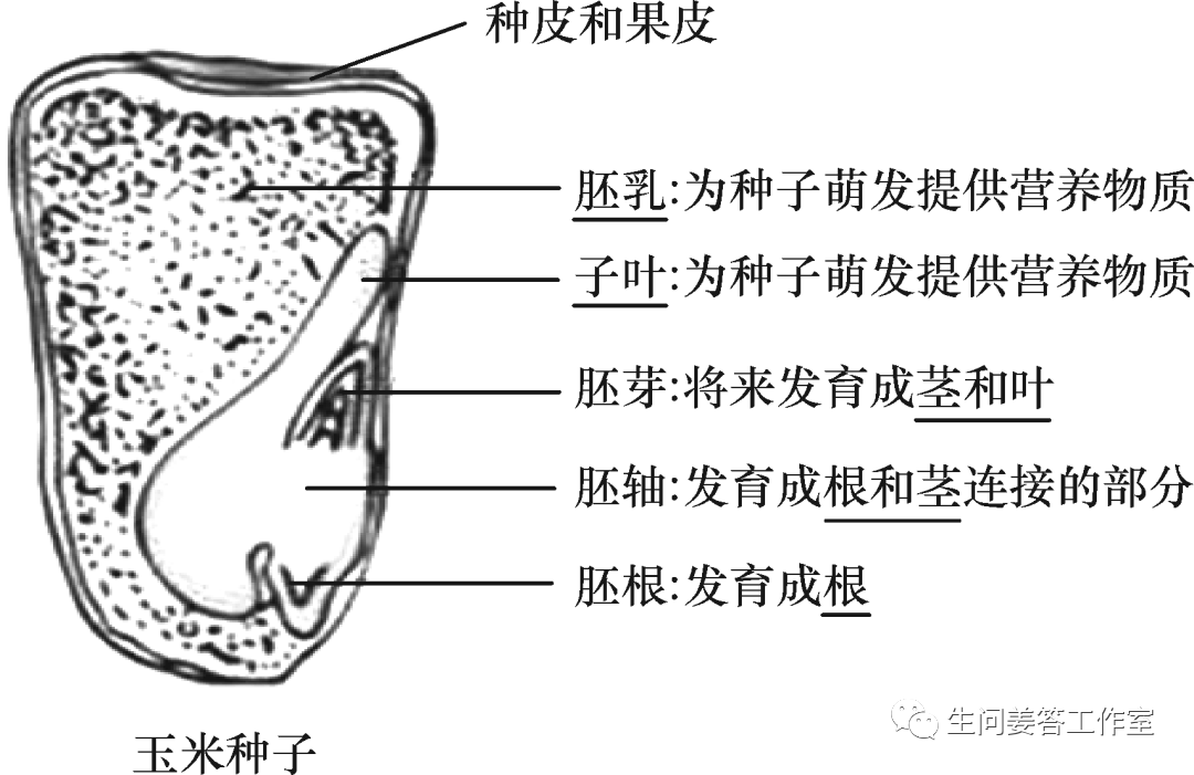 蚕豆种子剖面图片