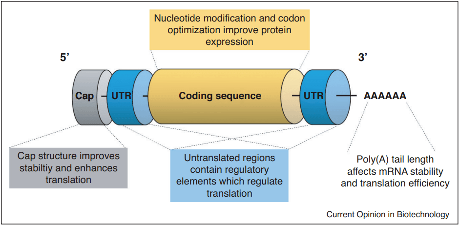 设计最佳 MRNA 脂质纳米颗粒疫苗的原则_序列_CureVac_蛋白质