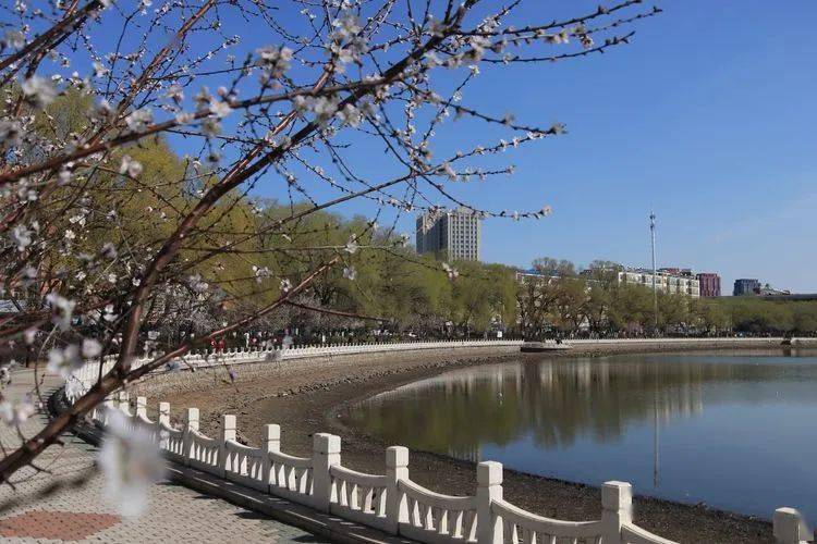 【亲水图谱】 齐齐哈尔市劳动湖:风和柳绿鸥戏水,湖暖人欢美鹤城_改造