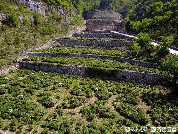 济南港沟最南端山村成桃花源数十亩牡丹迎风招展