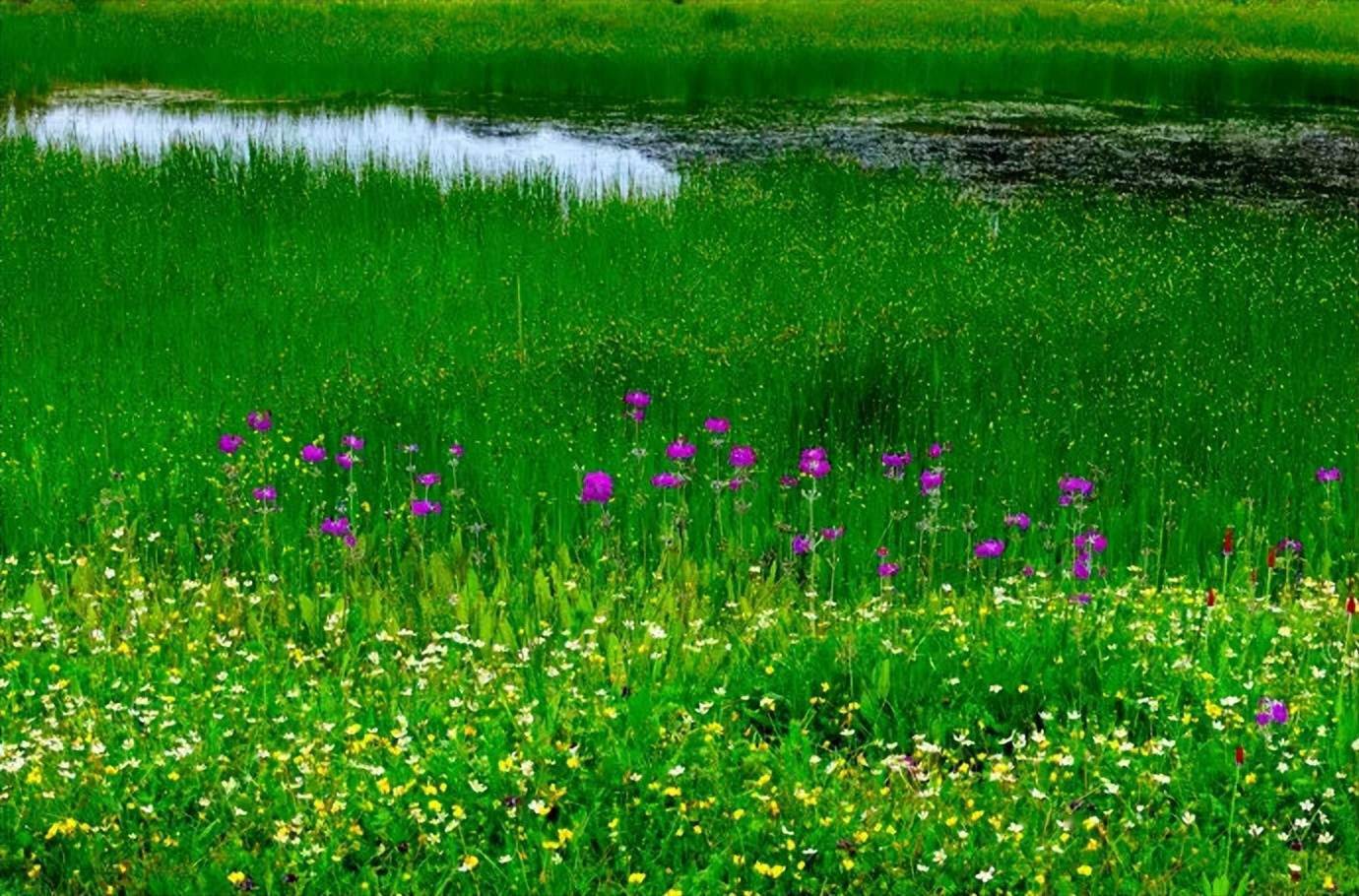 丽江九子海,神秘泉水,奇妙天坑,美丽花海,真正的人间仙境_美丽花_天坑
