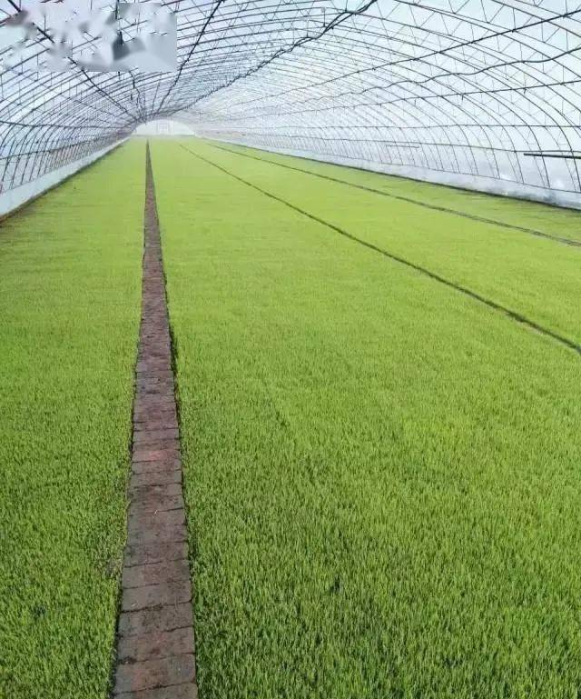 水稻苗床怎么浇水怎么控温及湿度温度标准