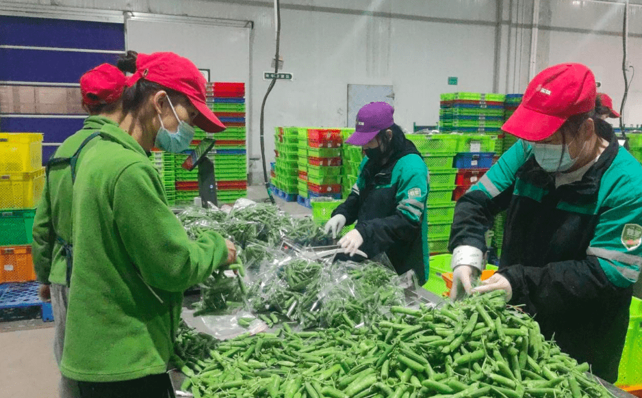 在位于朝阳区宋庄的叮咚买菜果蔬分选中心,三万多平方米的冷链仓库中