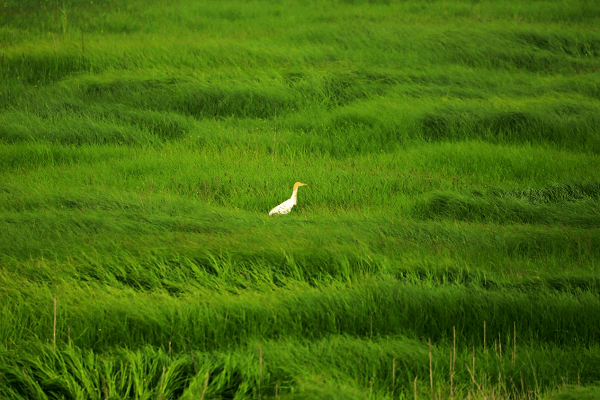 南京石臼湖变身限定草海_杨孝林_草地_波浪