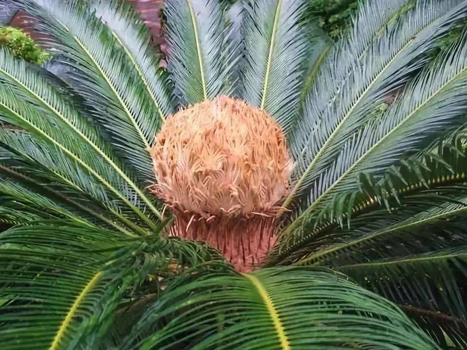 鐵樹開花集錦