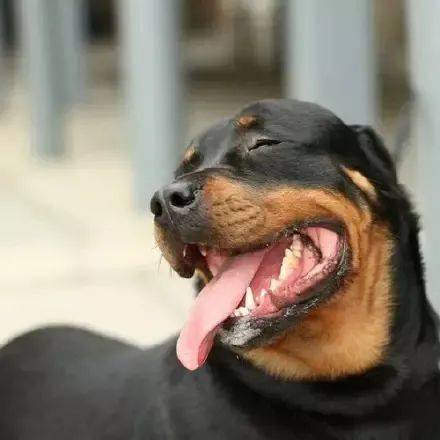 罗威纳丨小时候有多奶长大就有多帅