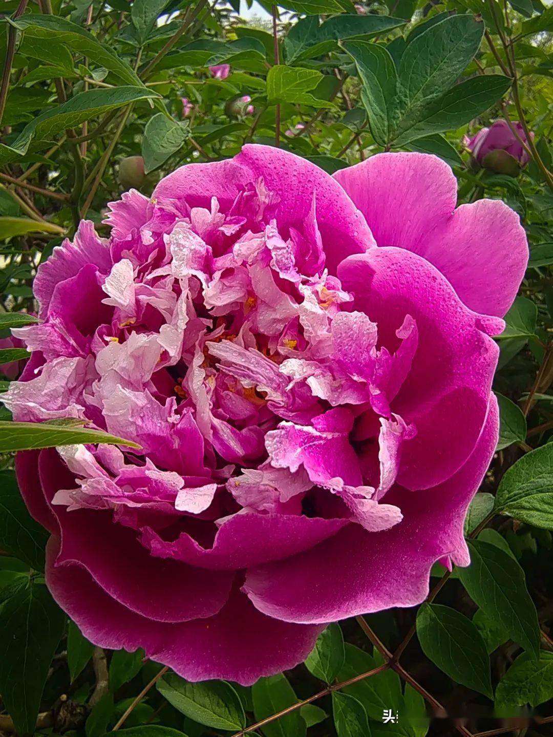 牡丹国色天香花中之王