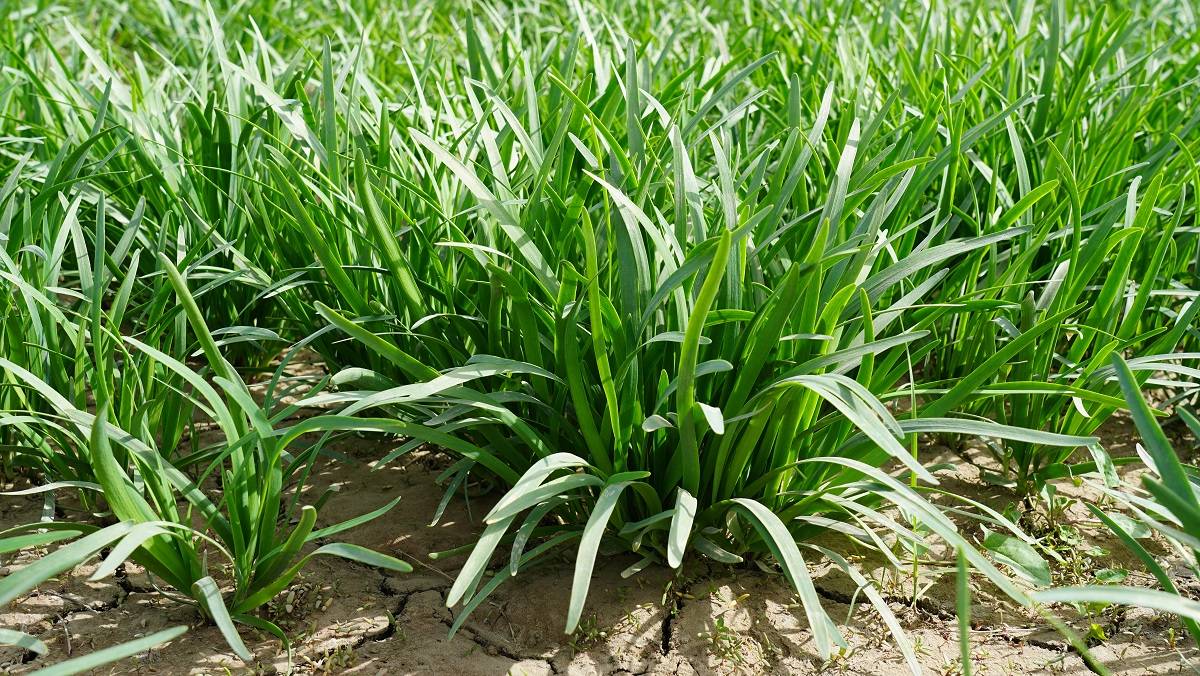 库尔勒市托布力其乡:"小韭菜"拓宽农民致富路_种植_毛振田_产业