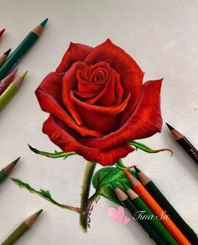 一朵芬芳玫瑰彩铅手绘过程