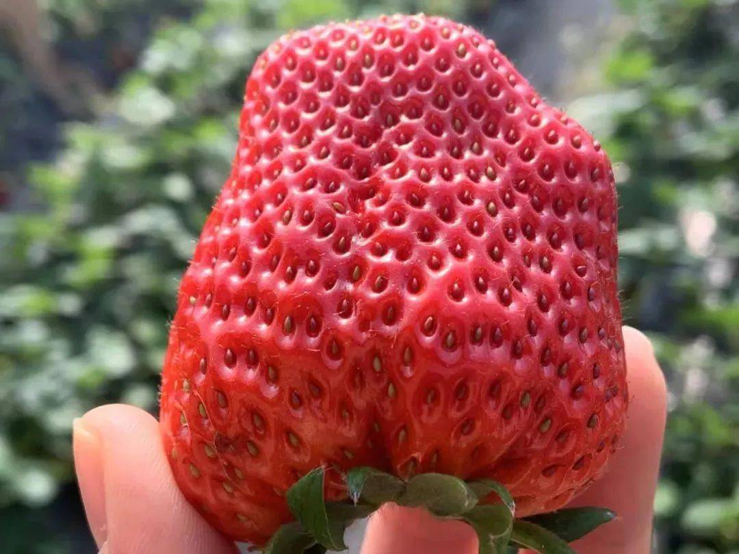 原生态草莓园红彤彤的越秀草莓清甜可口499元享75元草莓采摘3斤699元