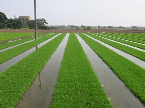 水稻机械育插秧技术 