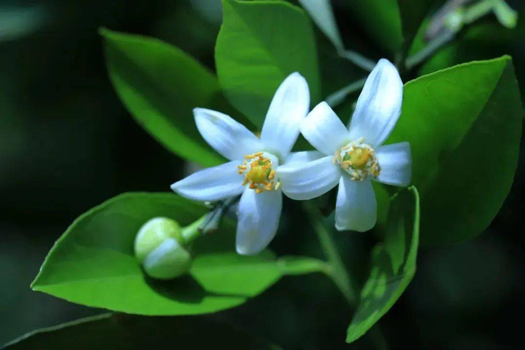 又是一年柚花香_胡柚_常山_空气