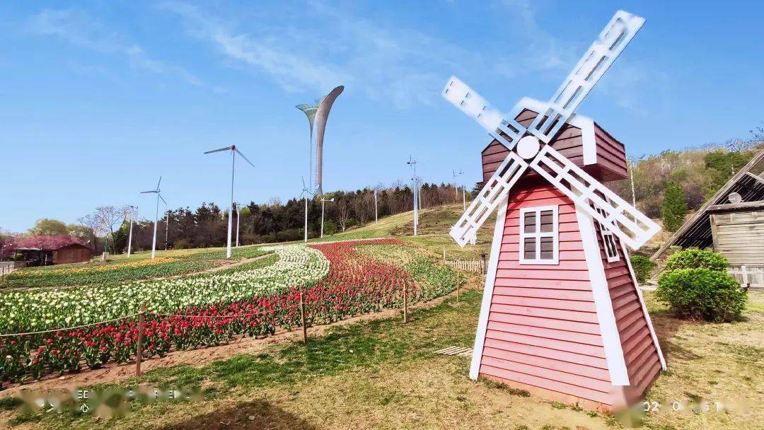 沈阳世博园郁金香花正开