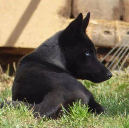 全黑的哈士奇这气质太帅了就是