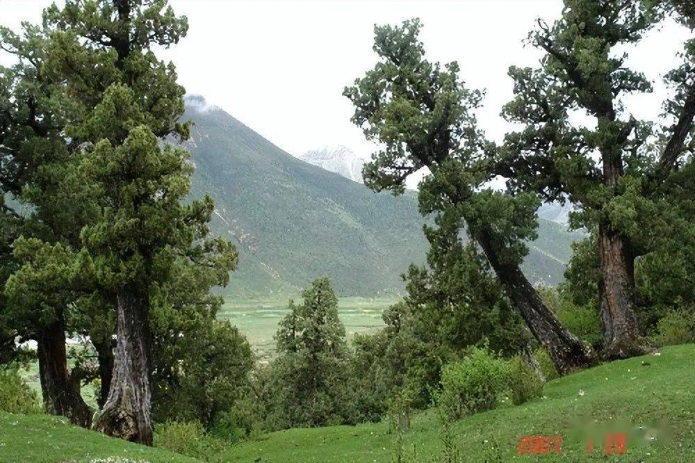 热振寺柏香树图片