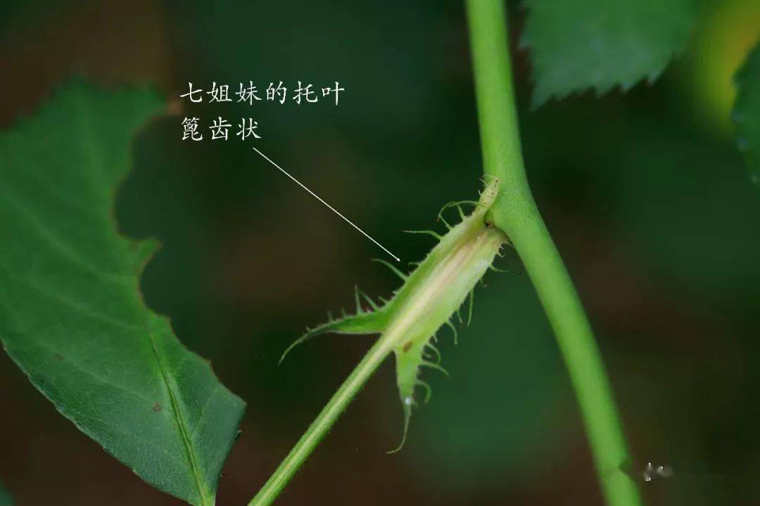 蔷薇_托叶_樱子