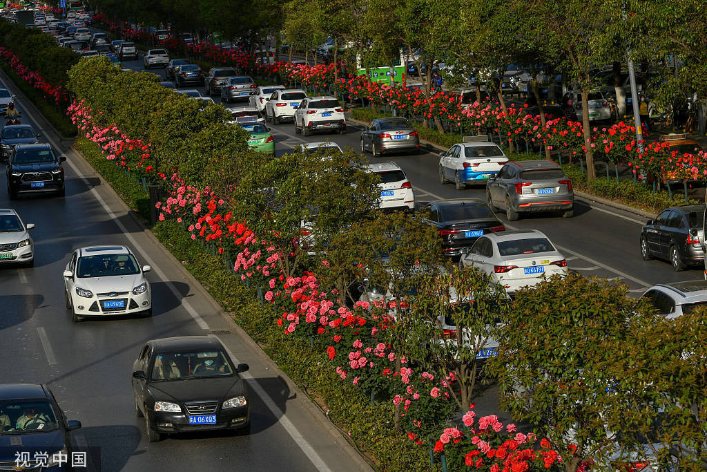 西安:南二环数公里隔离带月季盛放 城市公路变身鲜花大道