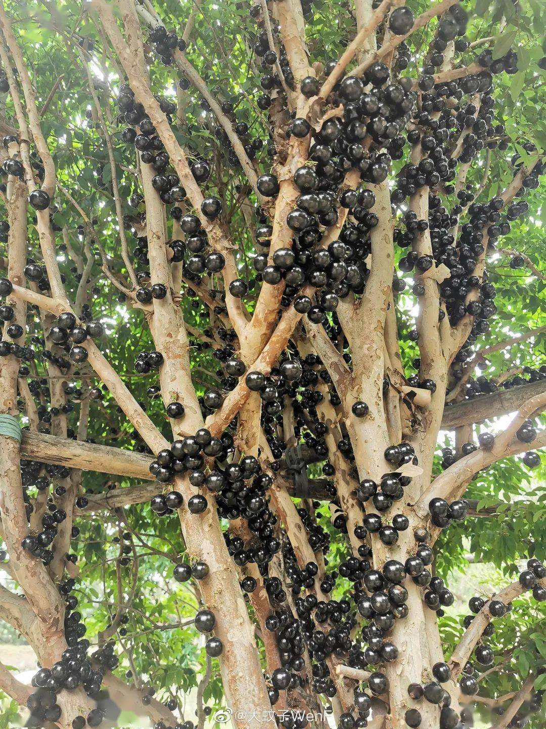 野生山竹果树图片大全图片