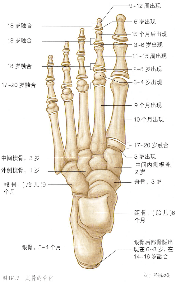 解剖丨小腿踝和足