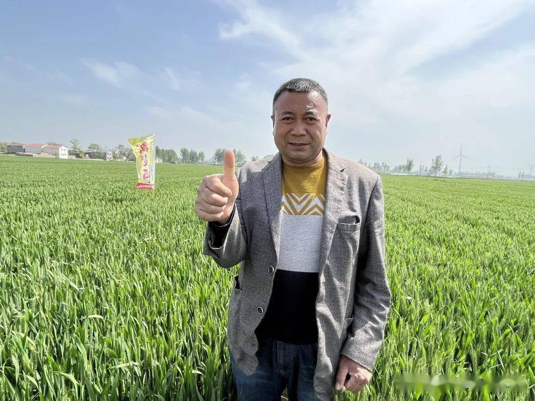 多地走访优质高产又增收新麦26新麦35屡获好评圈粉无数