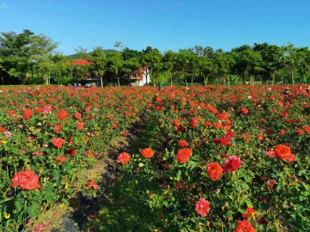 重庆玫瑰花海惊艳登场 唯美浪漫如诗如画!_摄影_by_特色