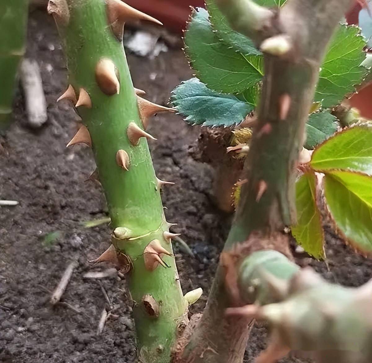 玫瑰的茎秆较柔软,茎秆上密布着针刺和毛刺,刺是茎刺.