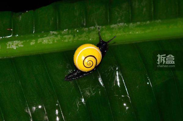 涅盘工作室古巴糖果蜗牛珍稀动物仿真模型夜光冰箱贴