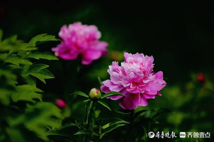 好景山东春意未尽泉城公园芍药花开娇艳欲滴尽显妩媚花姿