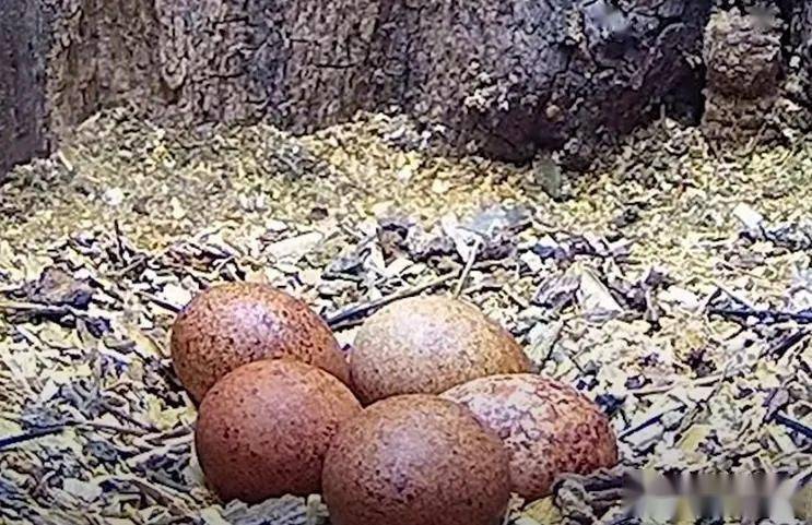 人工鸟巢监控里野生红隼一家找房搞聘礼养娃这生活也不容易啊