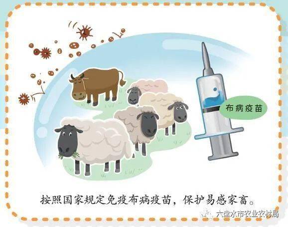 布病防控知识