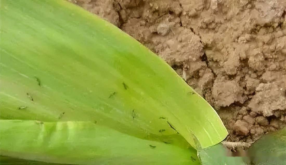 地下害虫,蓟马,蚜虫,灰飞虱,甜菜夜蛾,粘虫,棉铃虫 等苗期害虫:选用噻